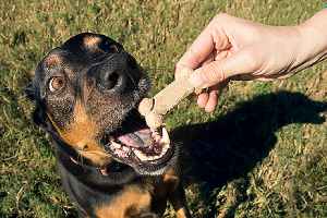 An owner rewarding his dog after knowing why his dog won't come inside when called