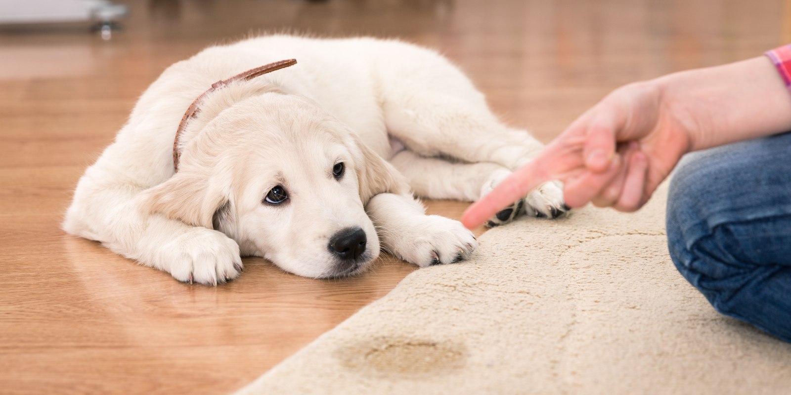 Owner training her dog to stop urinating in a certain spot