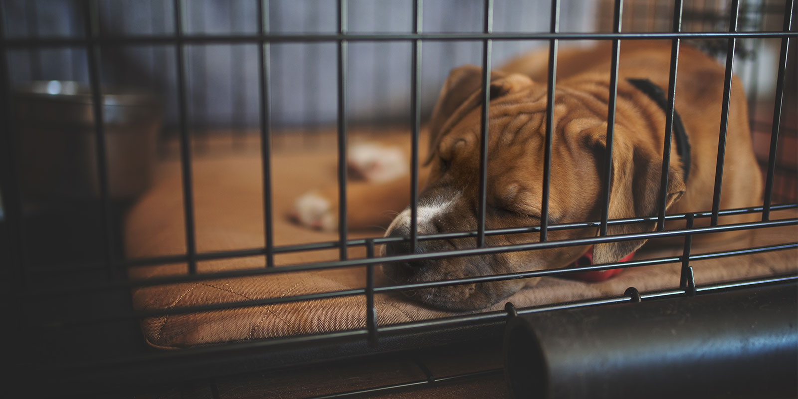 dog in crate after owner learned benefits of crate training a dog