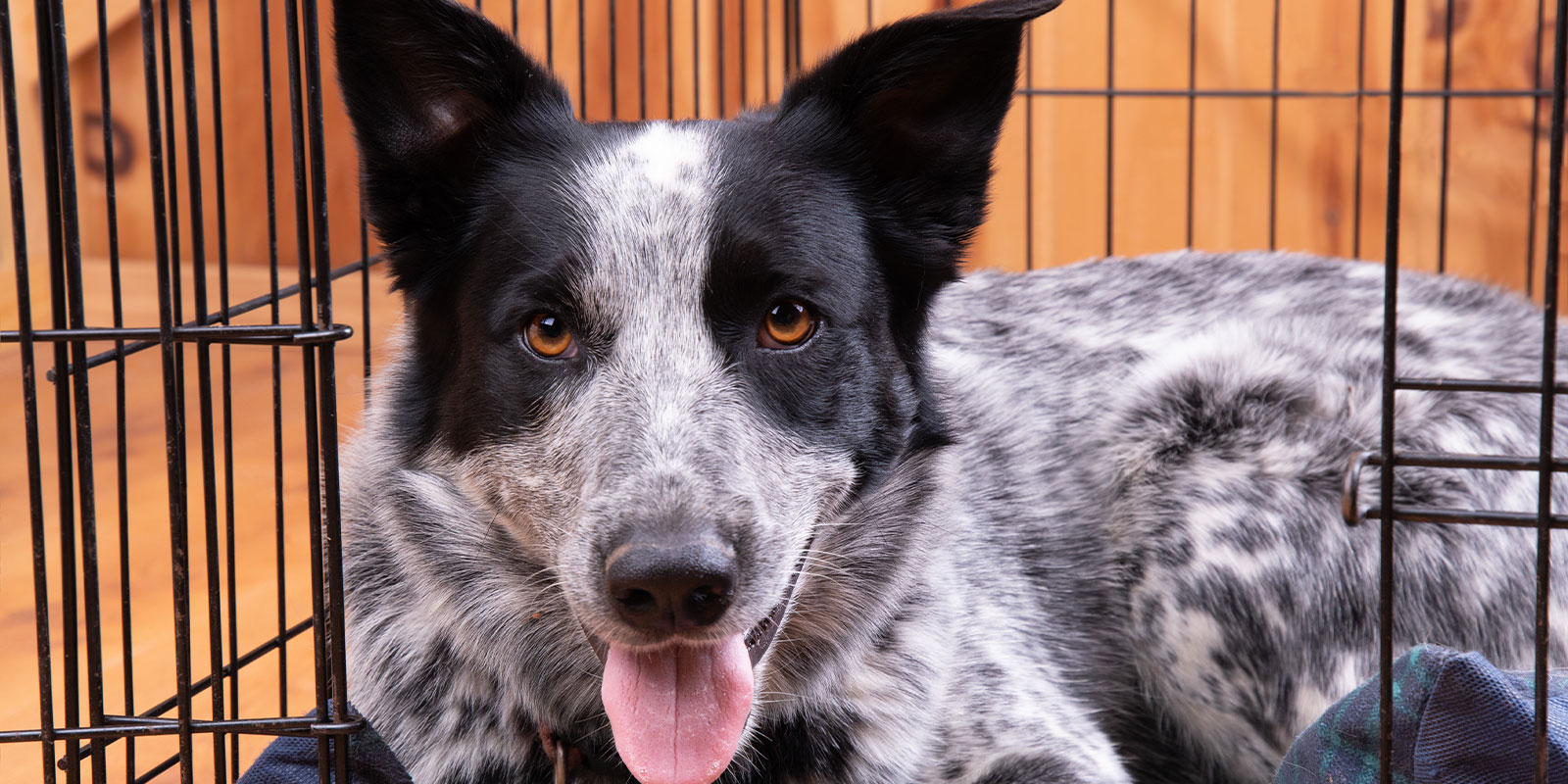 a dog who has had crate training a rescue dog