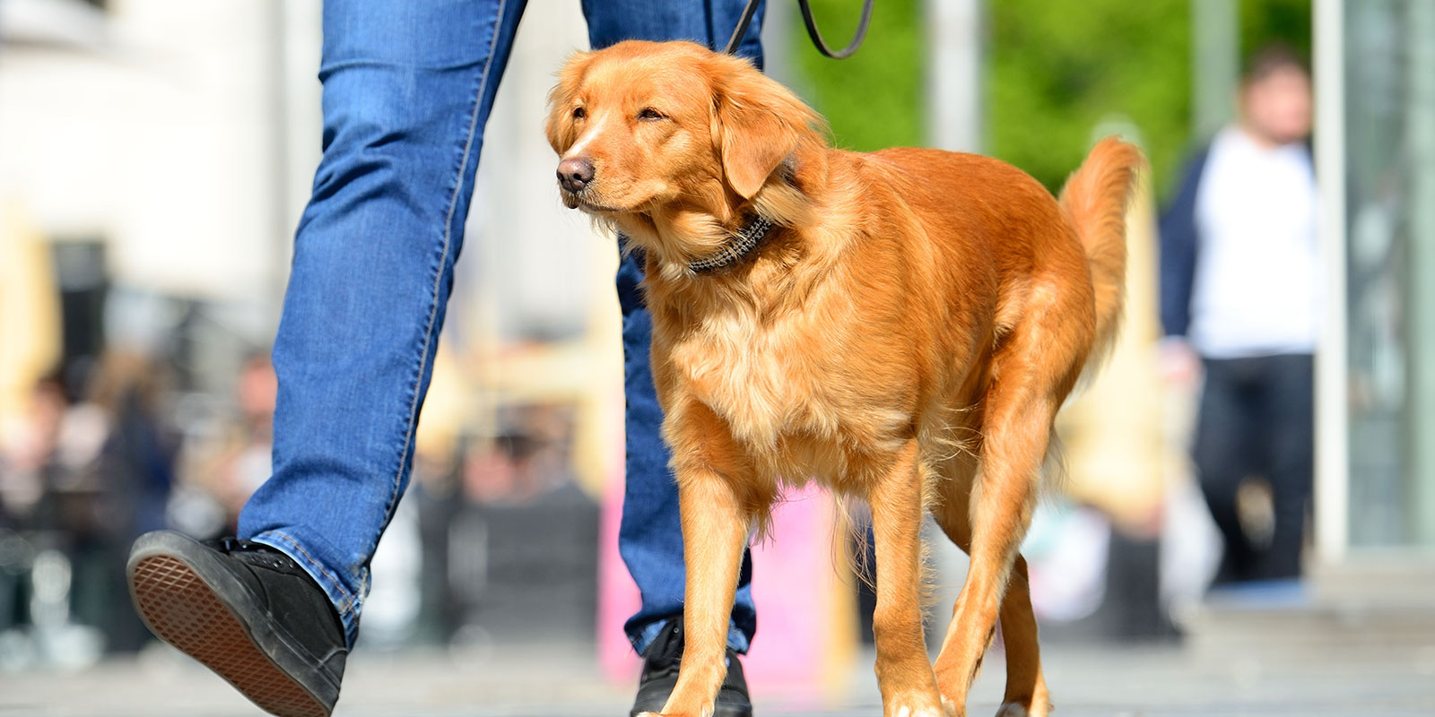 professional dog walker taking a retriever on a walk