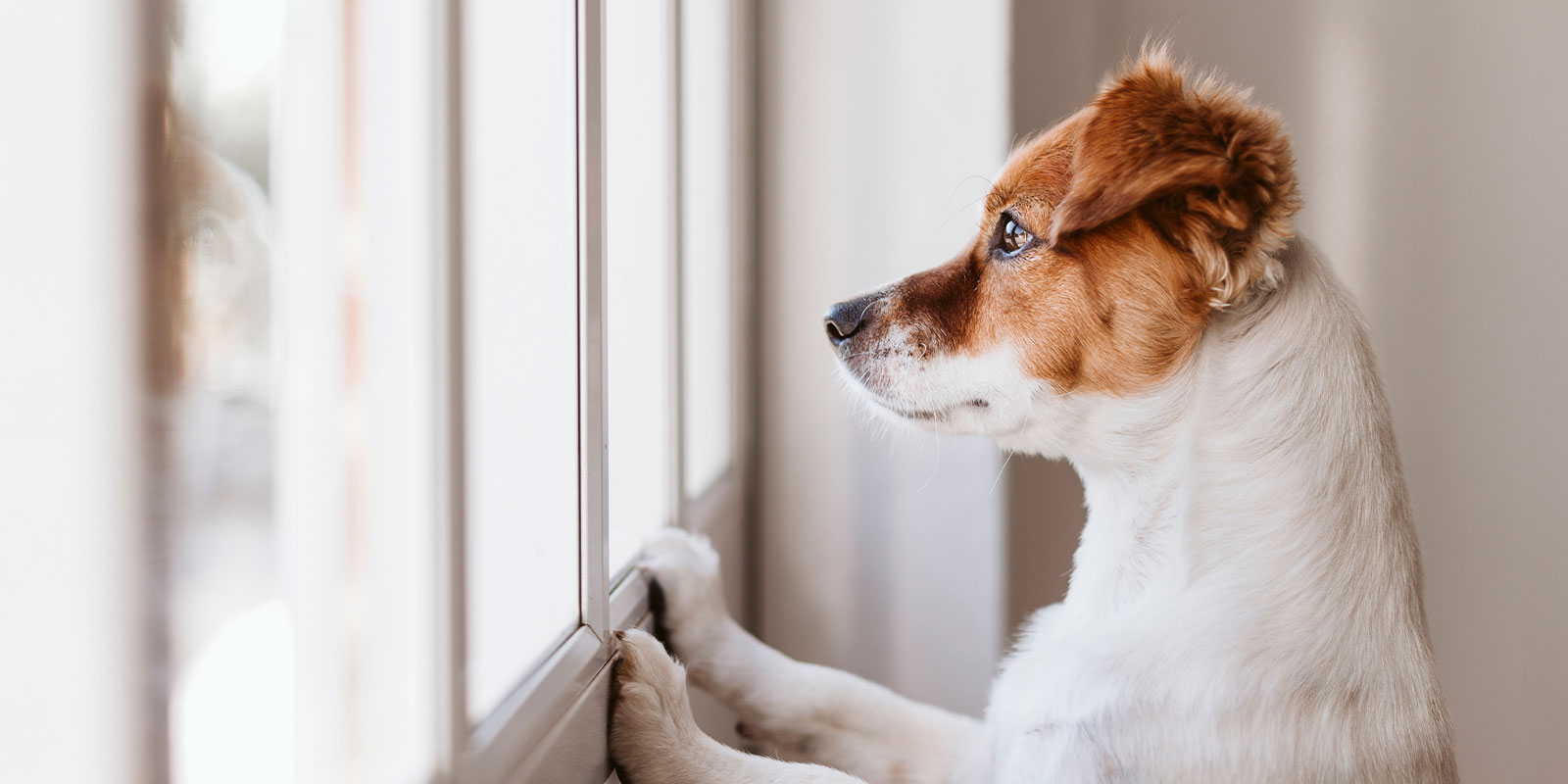 owner needing to know how to help a dog with separation anxiety while dog look out window