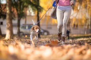 Oakton VA Dog Walking services walking a pup