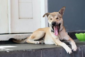 dog laying outside while having pet sitting services and plant sitting