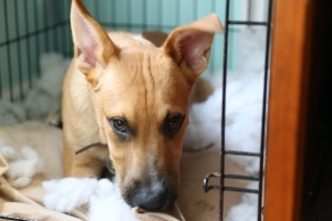 puppy that chewed crate when owner knew Benefits Of Crate Training A Dog