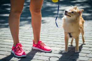 Manassas VA Dog Walking services walking a dog with a leash
