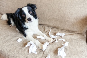 dog that chew thing up because owner doesnt know how to help dogs with separation anxiety