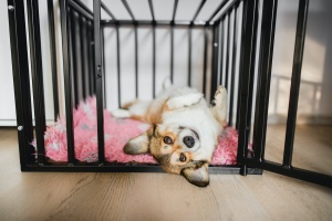 happy dog because of the Benefits Of Crate Training A Dog