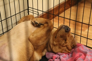 sleepy dog who has help with crate training a rescue dog