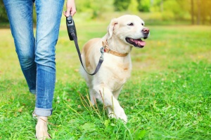 Reston VA Dog Walking services with a lab