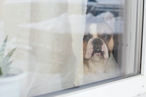 dog looking out window waiting for owner to learn How To Help A dogs with separation anxiety