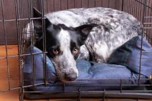 dog in crate once owner learned benefits of crate training a dog