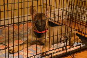 puppy that is being crate training a rescue dog