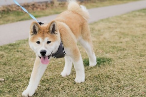 Vienna VA Dog Walking services walking a puppy on a leash