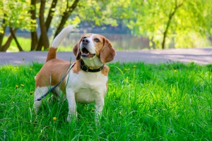 beagle on a walk with a professional dog walker