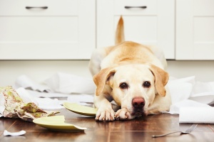 dog lying on ground because no one learned how to help a dogs with separation anxiety