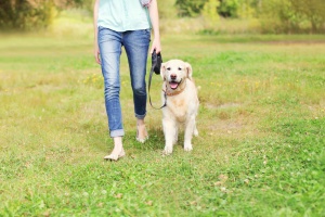 Fair Lakes VA Dog Walking services walking a yellow lab in grass