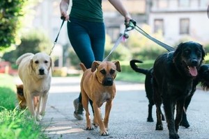 Dogs on Walk with dog walker