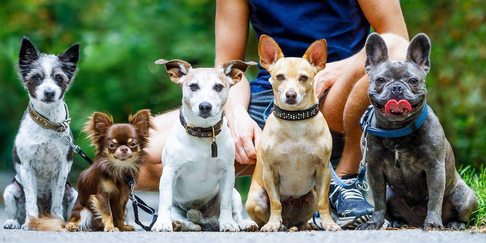 Group of Dogs with Walker