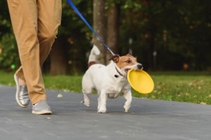 Little Dog on Walk with a dog walker
