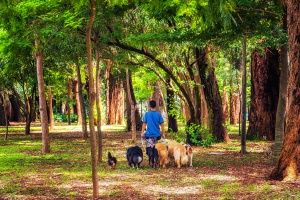 person walking multiple dogs in the woods