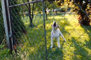 Dog Barking Near the Fence