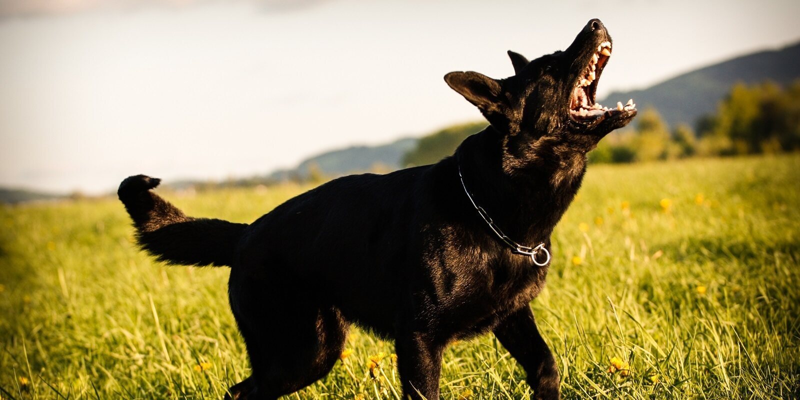 Dogs Bark When Out on a Walk- Dog Barking While Taken Outside