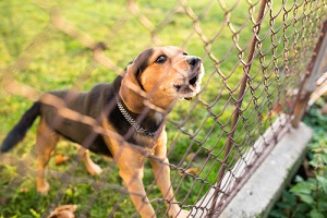 Dog Barking on the People Outside