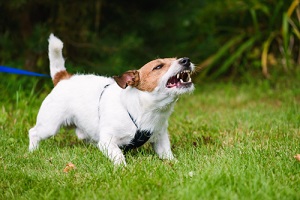 Small Dog Barking While Playing