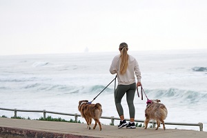 a man walking multiple dogs by the beach on the pathway