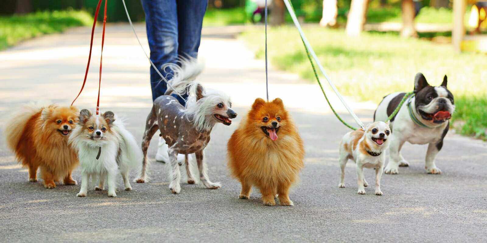 tips for walking multiple dogs