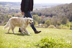 close up of golden retriever on walk in countryside