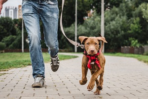 puppy of chocolate color on a morning run with his owner