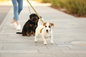 woman walking jack russell terrier and brussels griffon dogs in park