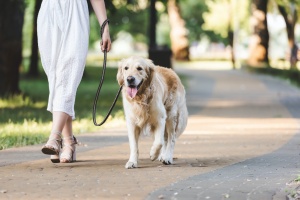 dog waking on leash next to owner