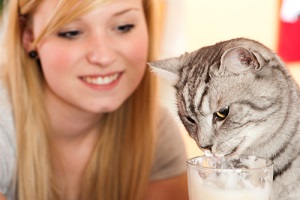 cat is nibbling on a latte macchiato