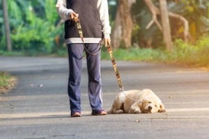 lazy dog tired of walking with owner