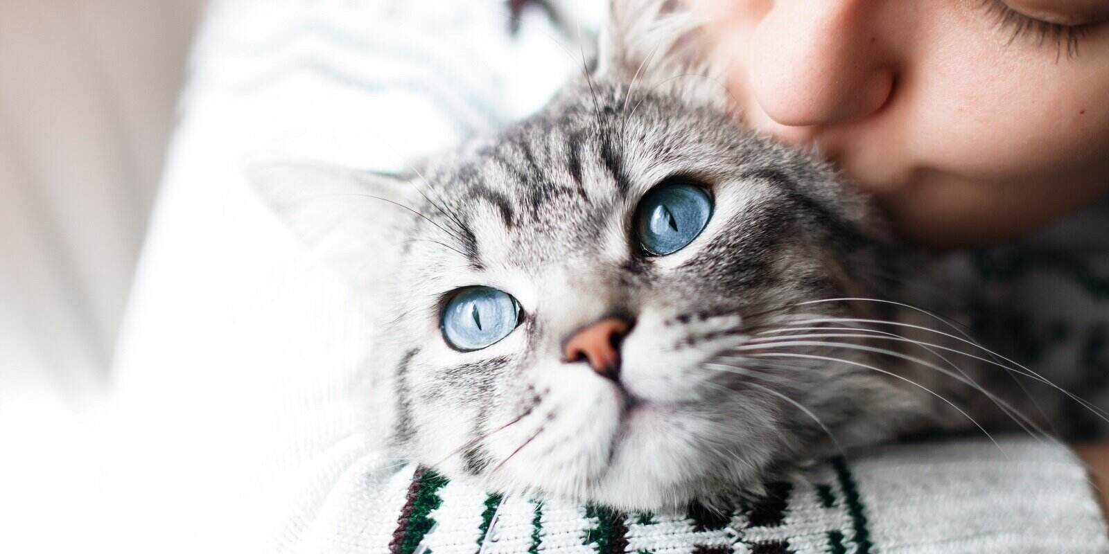 woman at home kissing her lovely fluffy cat