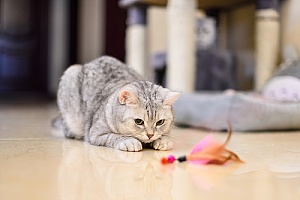 cat playing with a toy on the floor
