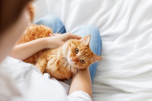 ginger cat lies on woman hands