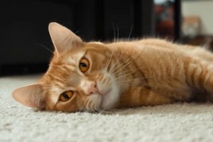 cat lying on the floor