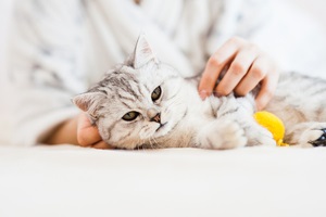 cat playing with girl sitter