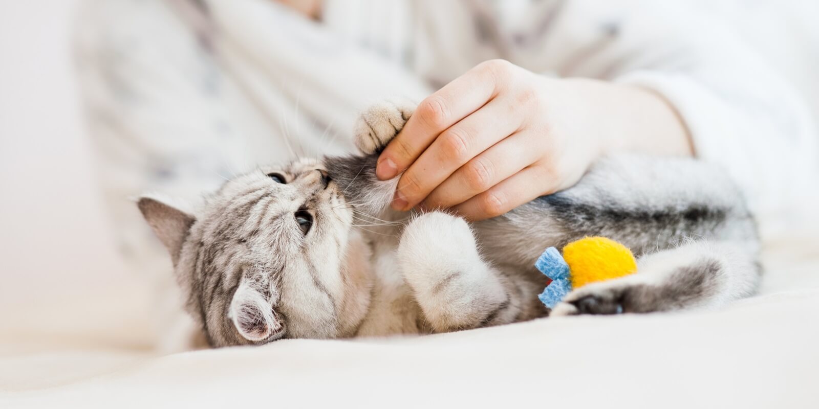 scottish silver cat breed