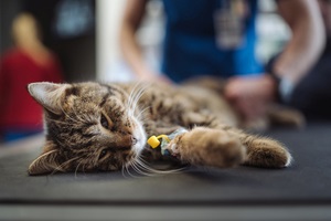 cat gets a drip in a veterinary clinic