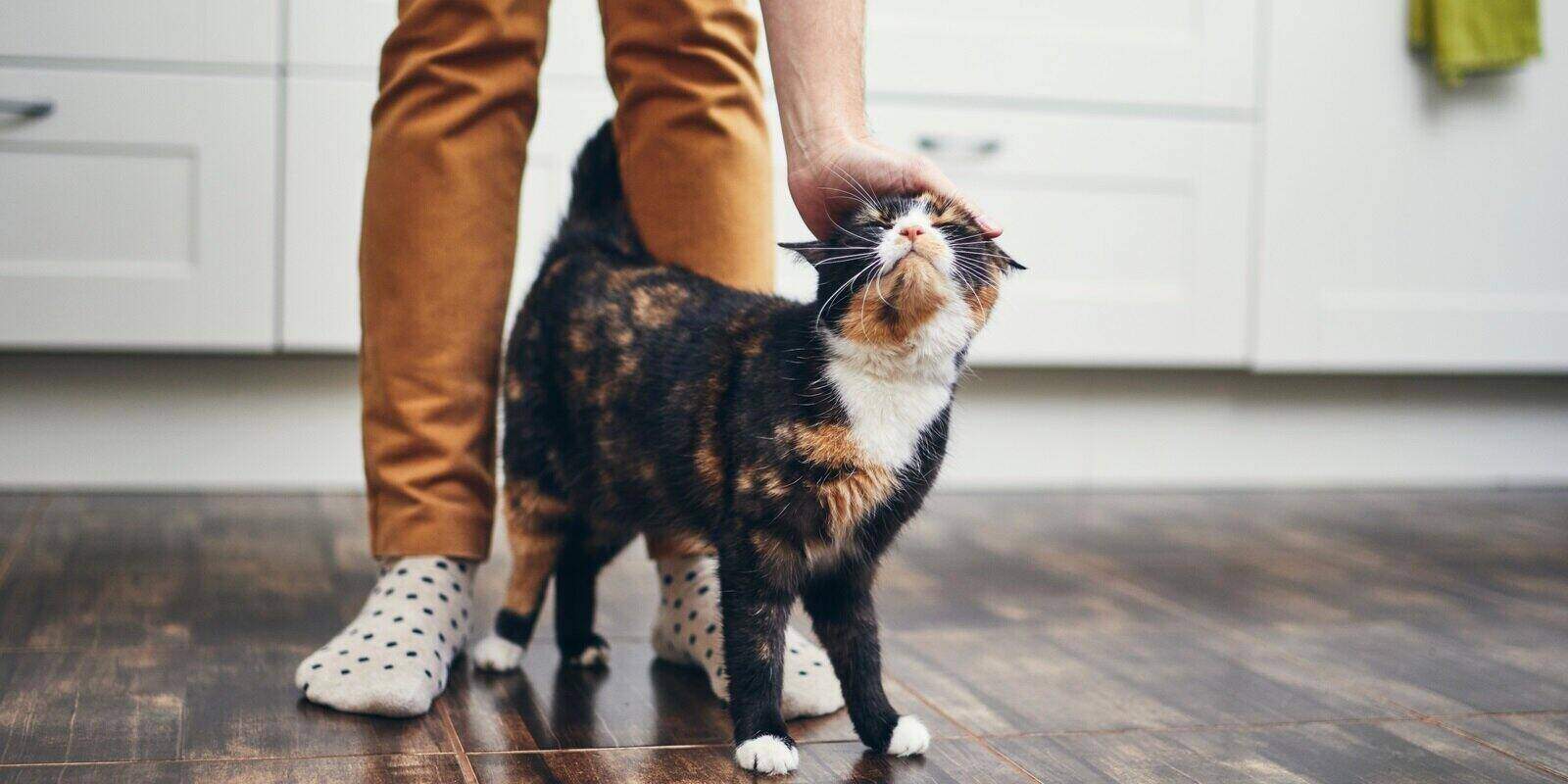 cat welcome his owner