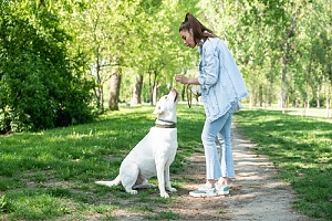 pet sitter rewarding a dog