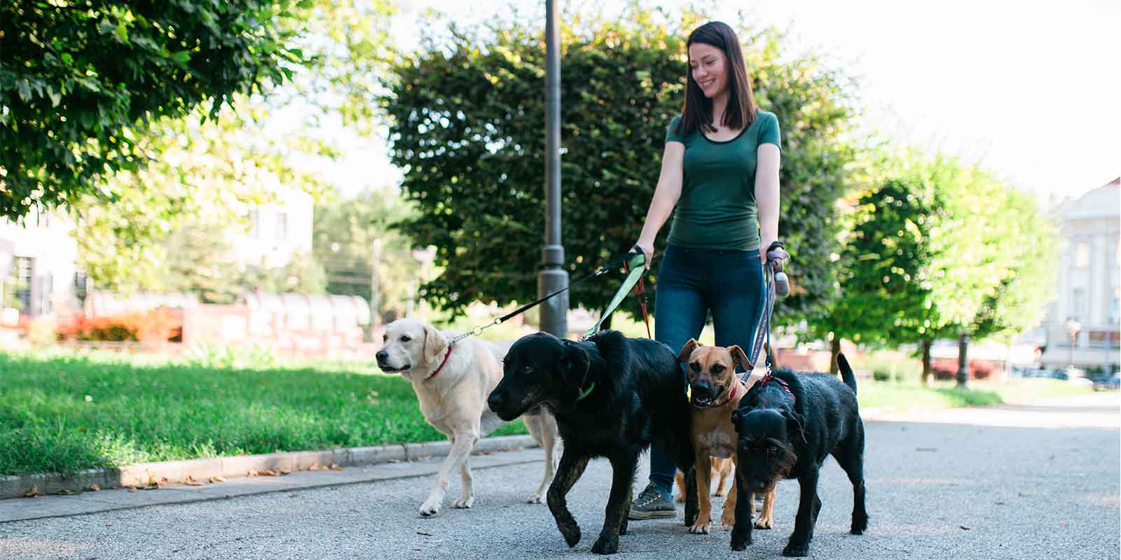 pettech​ certified pet sitter walking dogs