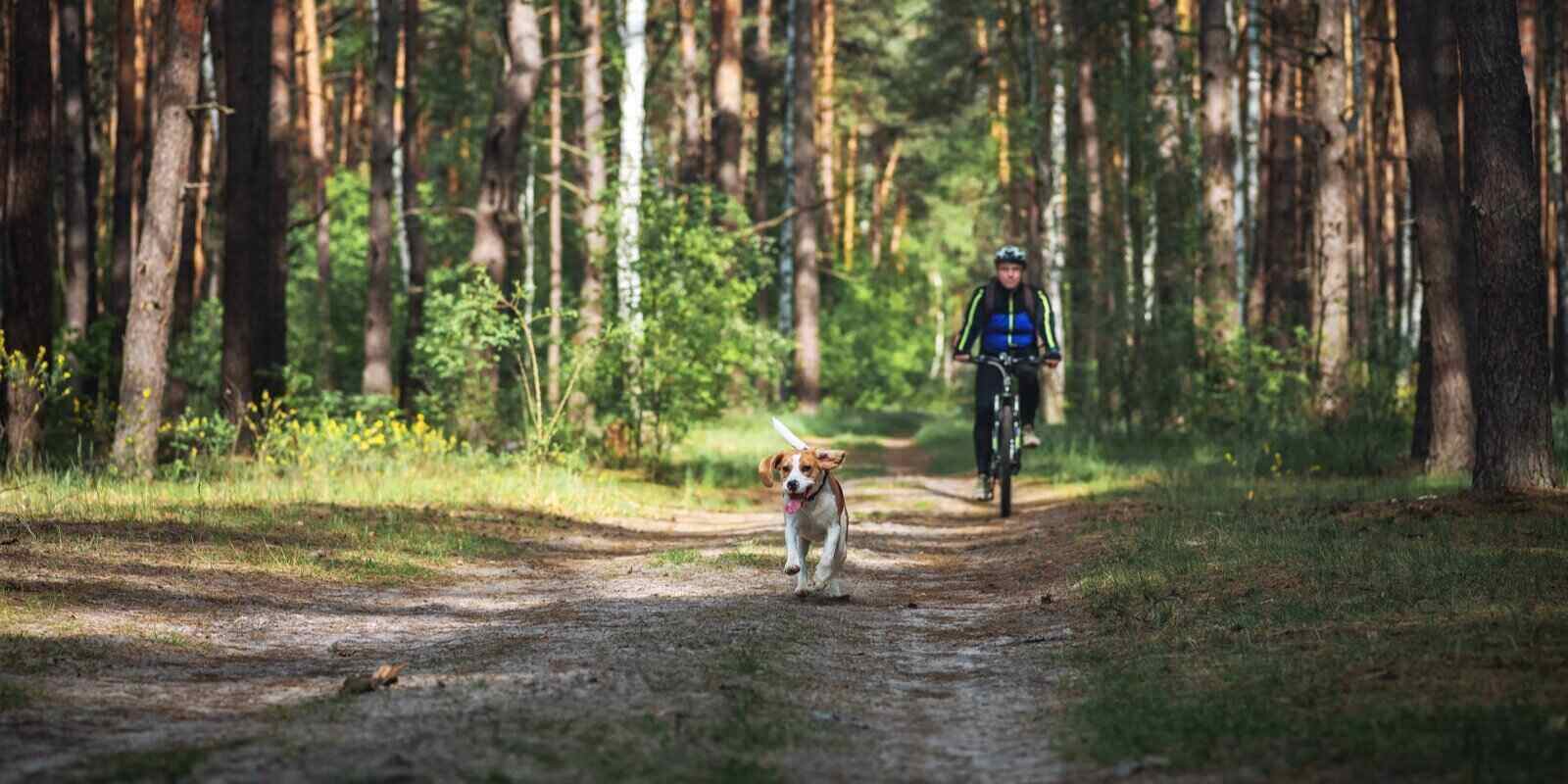 beagle dog pet running together with his owner cyclist in summer forest