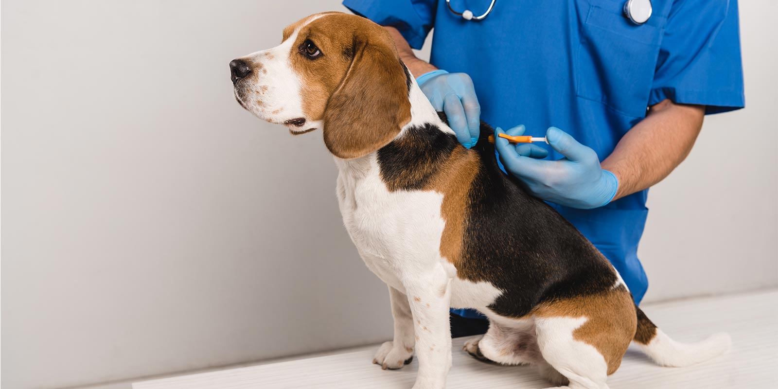 a beagle getting microchipped by a vet