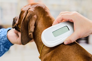 a dog getting checked for a microchipping device